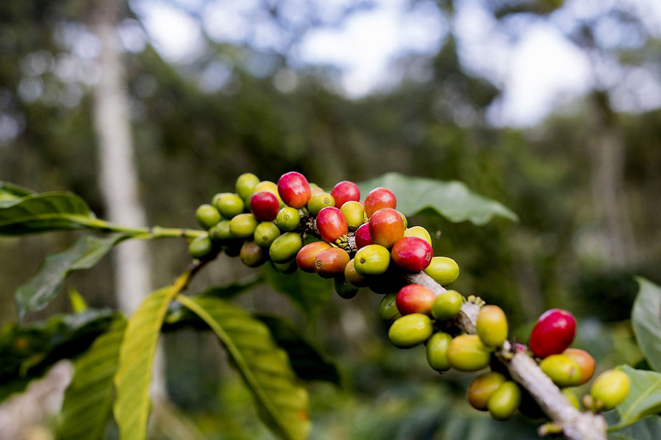 Coffee cherries